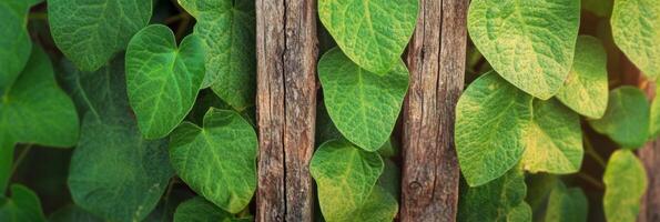 Lush green leaves growing through rustic wooden fence for natural background photo