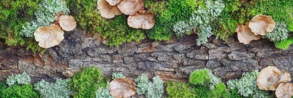Organic forest panorama with bark, green foliage, mushrooms, and natural textures photo