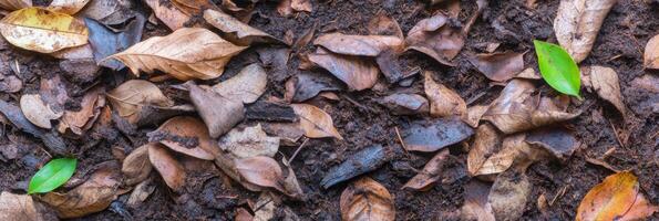 Fallen autumn leaves with fresh green leaf on forest floor depicting seasonal transition photo