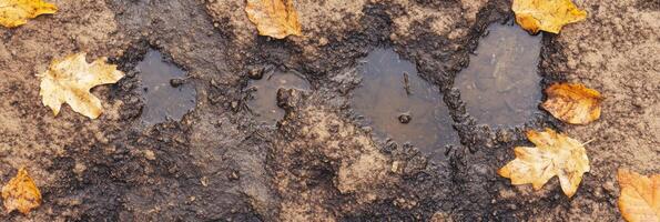 Autumn leaves and muddy puddles on a dirt path captured in early fall photo