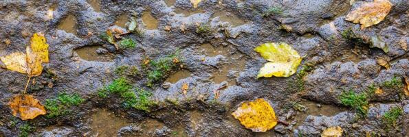 Wet muddy ground with colorful autumn leaves and green moss texture background photo