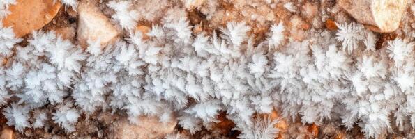 Close-up of delicate ice crystals forming on autumn leaves in nature scene photo
