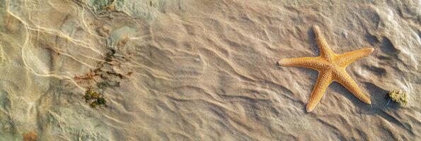 Starfish on sandy beach with rippling water patterns at low tide photo