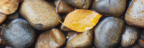 Golden autumn leaf on wet river stones capturing nature's seasonal transition photo