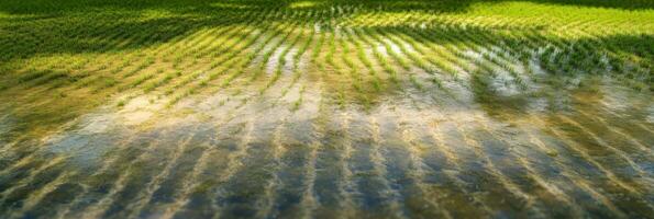 Verdant rice field with water reflections creating a harmonious agricultural scene photo