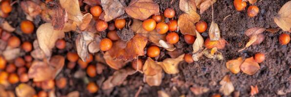Forest floor with fallen leaves and orange berries in autumn season photo