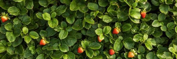 Fresh strawberry plants with ripening red berries in lush green foliage photo