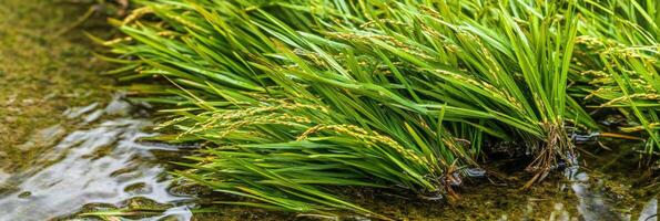 Lush green rice plant growing in water in vibrant rural setting photo
