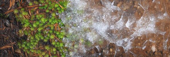 Contrast of frosty ice and lush green moss in nature photography photo