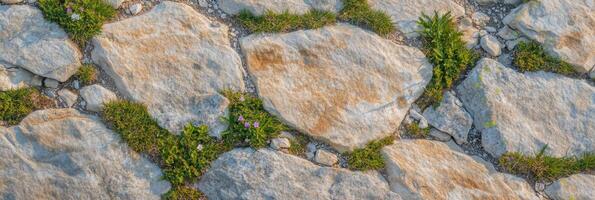 Natural stone path with grass and wildflowers in a garden setting photo