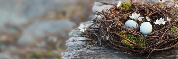 Bird nest with blue eggs and blossoming flowers on rustic wooden surface photo