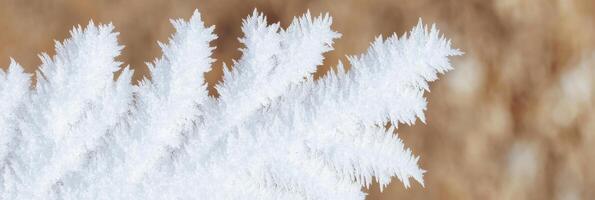 Close-up of delicate snowflakes with intricate patterns on a blurred background photo