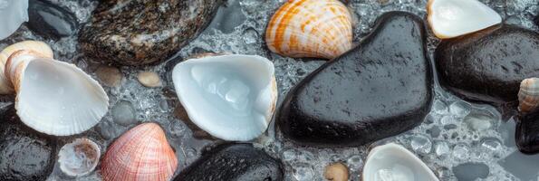 Shells and smooth black stones with water droplets on a textured surface photo