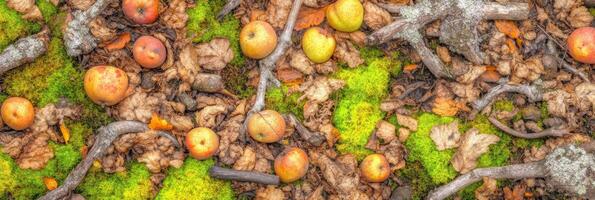 Fallen apples on forest floor with moss and autumn leaves in natural setting photo