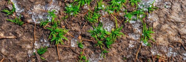 Close-up of vibrant green moss growing on soil with light frosting photo