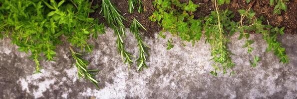 Fresh aromatic herbs rosemary thyme oregano on rustic surface for cooking photo