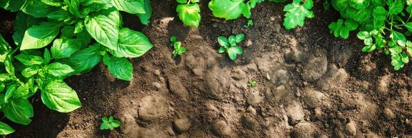 Lush green spinach and herb plants growing in fertile garden soil photo