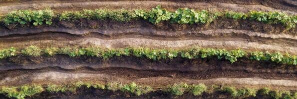 Aerial view of lush green rows of agricultural plants in a field photo