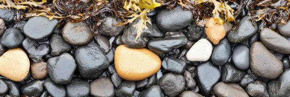 Colorful stone pebbles and seaweed on a beach shore capturing nature texture photo