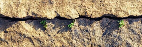 Small green plants growing through cracks in rough stone surface depicting resilience photo