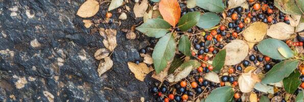 Autumn leaves and berries scattered on rough stone surface show natural contrast photo