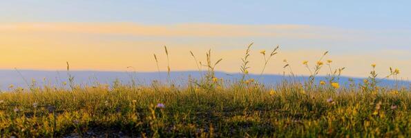 Tranquil meadow landscape at dawn with wildflowers and grasses in natural setting photo