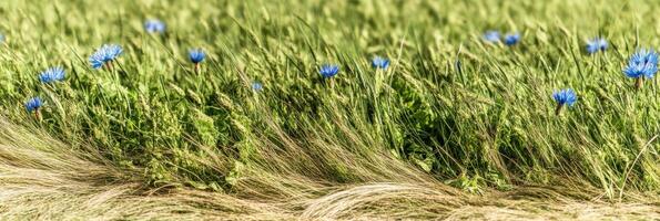 Blue wildflowers in lush green grass field swaying in gentle breeze of summer day photo