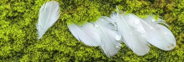 White feathers and dew drops resting on lush green moss background photo