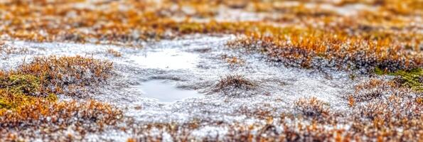 Frost-covered tundra vegetation in autumn with small water puddle photo