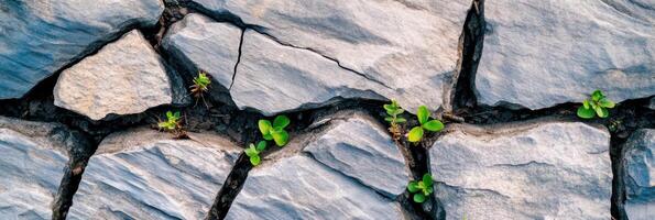 Small green plants growing through cracked stone surface in natural setting photo