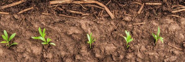 Young green seedlings emerging from brown soil depicting new growth and life photo