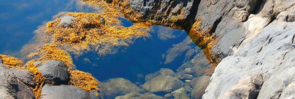 Natural rock pool with clear water and seaweed at coastal beach photo