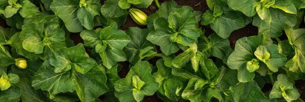 Lush green pumpkin plant patch with emerging buds in a field of rich soil photo