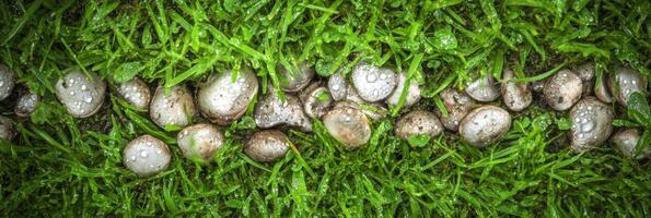 Row of mushrooms with dewdrops on green grass background in nature concept photo