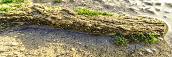 Weathered driftwood with green algae on sandy beach near water edge photo