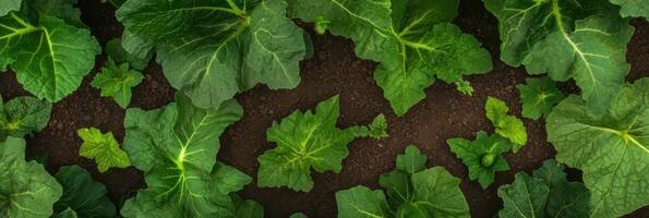 Lush green leaves of a vegetable garden reflecting growth and fertility photo