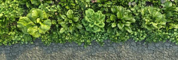 Lush green foliage and pathway in a vibrant botanical garden setting photo