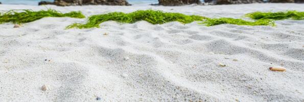 Ripples in white sand beach with green seaweed and coastal background photo
