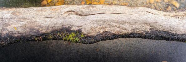 Textured driftwood log with moss gently laying over clear river water photo