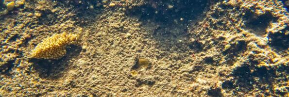 Underwater view of coral reef texture with sunlight filtering through water photo