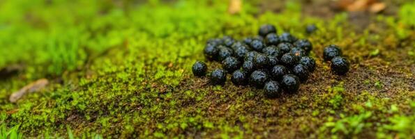 Close-up of blackberries on mossy ground in natural setting outdoors photo
