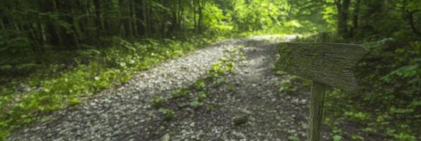 Wooden signpost on forest trail surrounded by lush green foliage in summer photo