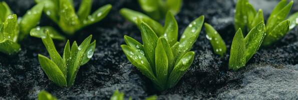 Fresh green seedlings emerging from soil with dew drops in natural setting photo