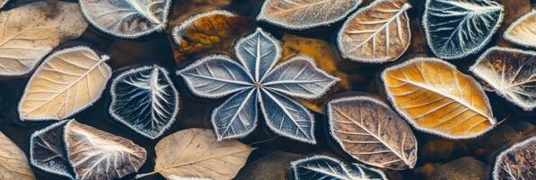 Frost-covered autumn leaves pattern in nature with star-shaped leaf focus photo