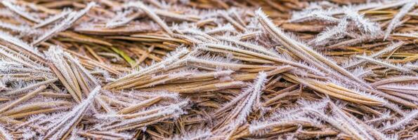 Frost-covered pine needles creating a natural winter texture photo