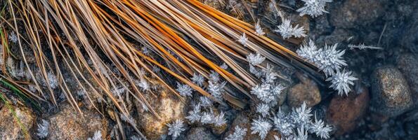 Frosted pine needles and ice crystals on river rocks in winter nature scene photo
