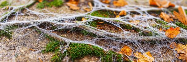 Close-up of tree roots and fall leaves with green moss on forest floor photo
