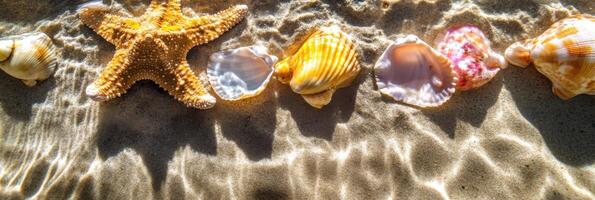 Assorted seashells and starfish on sand under sunlit water ripples photo