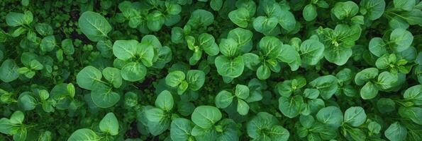 Lush green plant leaves textured background with dense foliage for nature concept photo