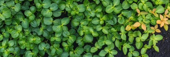 Lush green foliage with a touch of yellow for botanical and nature themes photo